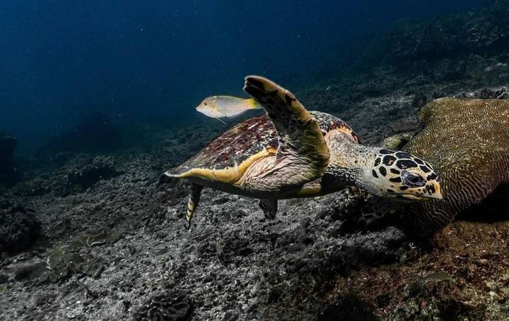 A sea turtle swimming over the seabed