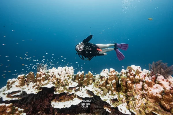 Discover Scuba Diving at Racha Island 2 dives