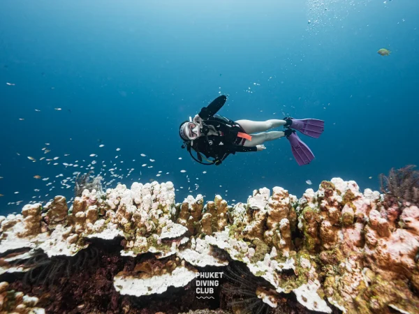 Discover Scuba Diving at Racha Island 2 dives