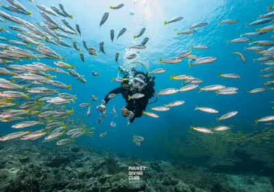 Fun Dive Phi Phi Islands 3 Dives