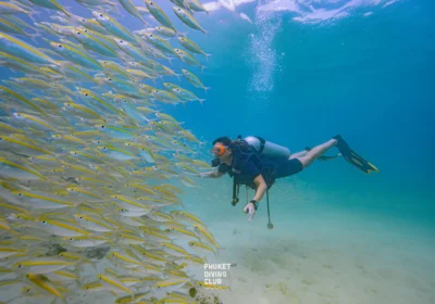 Fun dive Kata 1 dive ( Shore dive )
