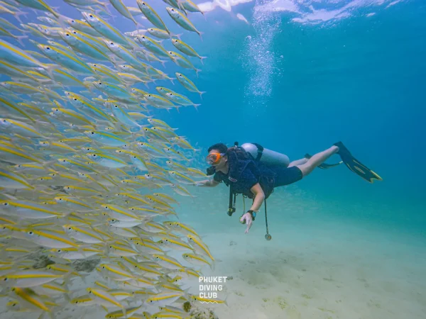 Fun dive Kata 1 dive ( Shore dive )